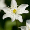春の花