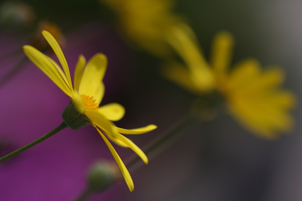 2008_04_05_11_36_25_0713_DPP