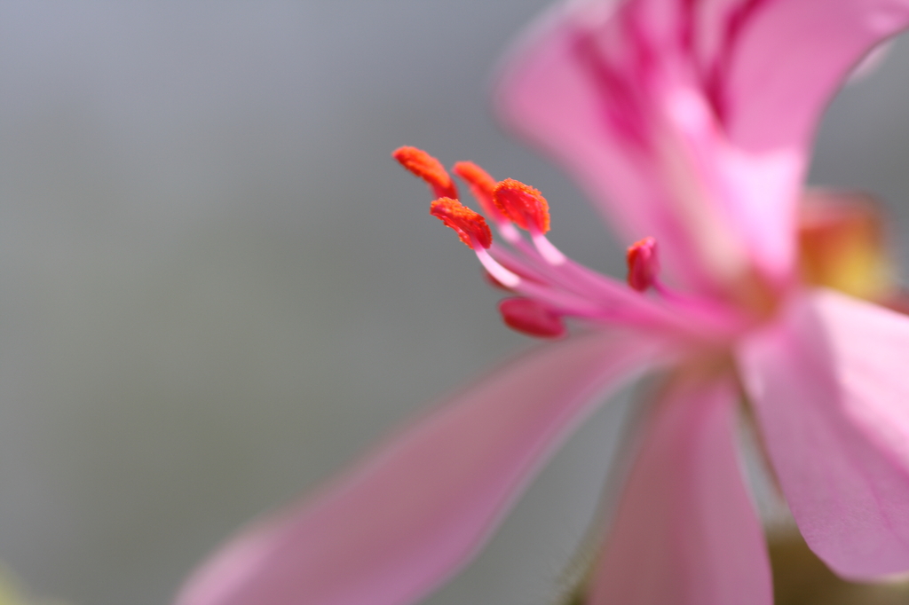 2008_04_19_10_32_52_1381_DPP