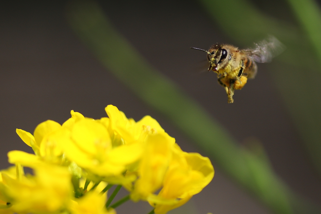 2008_04_12_09_27_36_1239_DPP