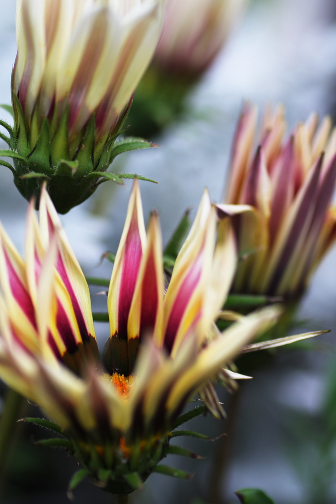 2008_04_20_15_10_11_1463_DPP