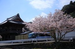 2010sakura