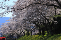 2010sakura