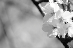 2010sakura
