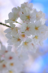 2010sakura