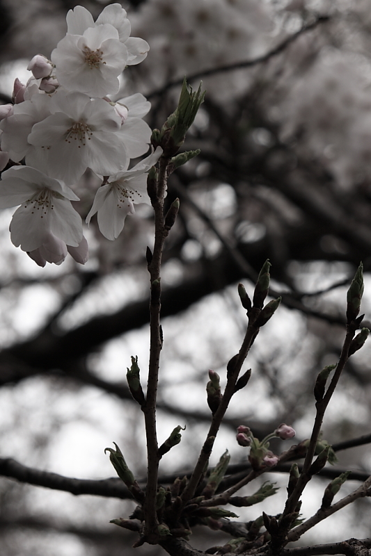 桜2009