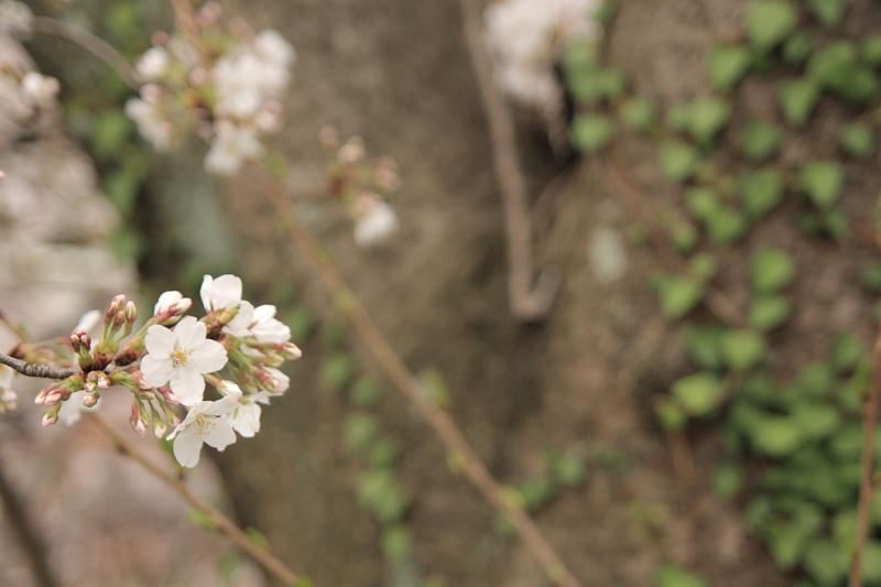 桜2009