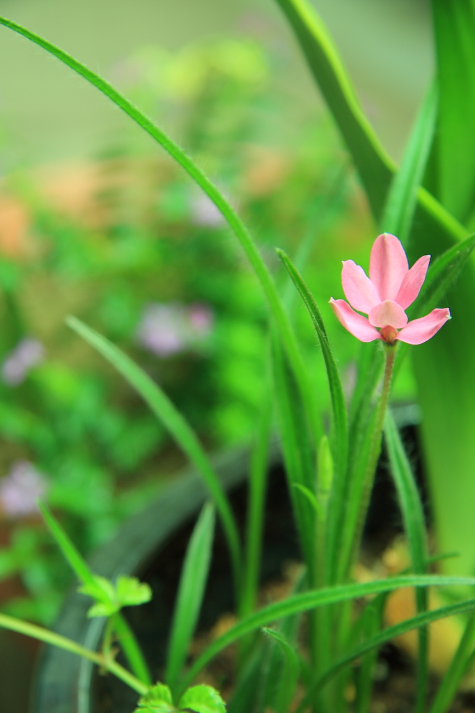 ベランダの花