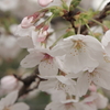 桜2009