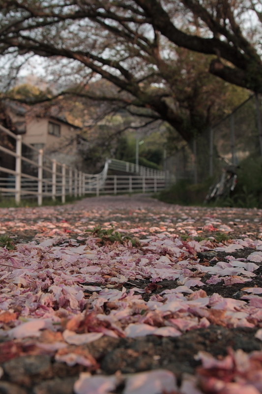 桜絨毯