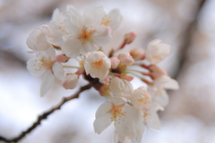 桜　2009