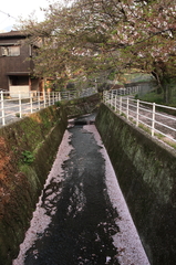 桜川