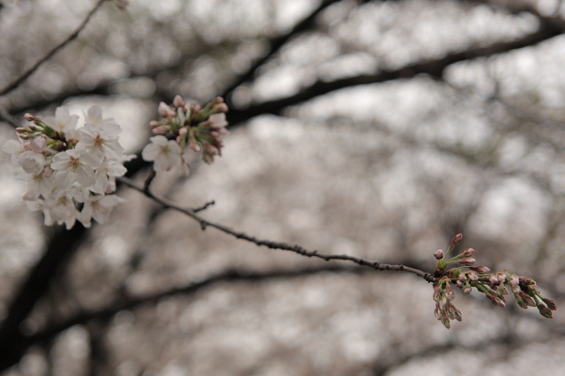 桜2009