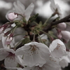 桜2009