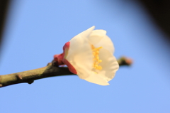 つぼみ
