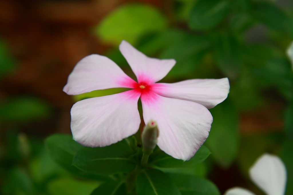 野の花