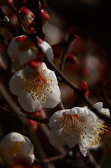 白春の息吹（白梅）
