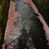 桜川
