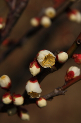 春の息吹（白梅）