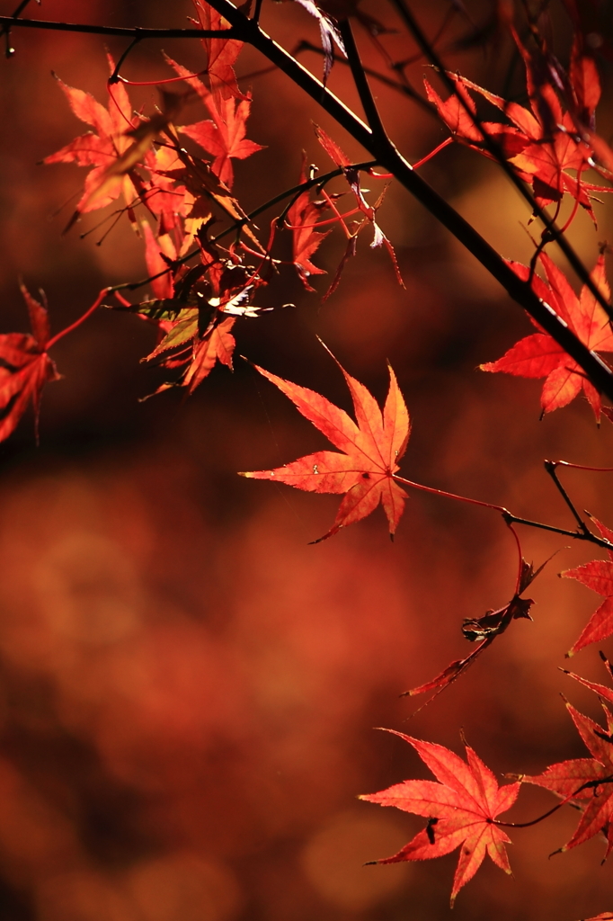 2010紅葉