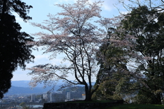 2010sakura