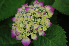 紫陽花