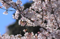 2010sakura