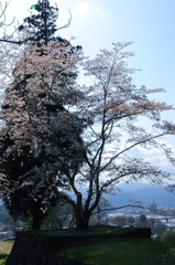 2010sakura