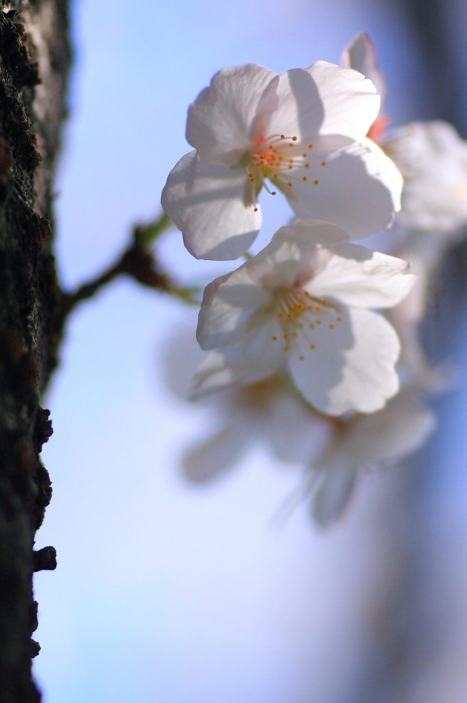 2010sakura