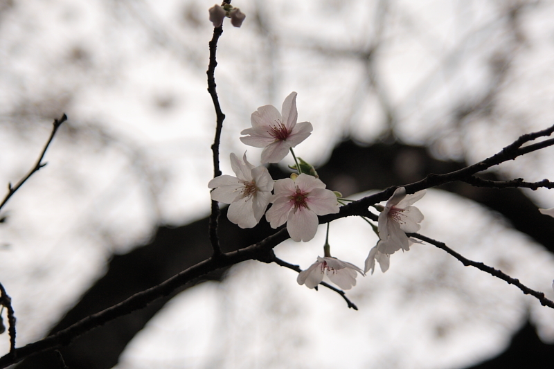 桜2009