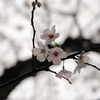 桜2009