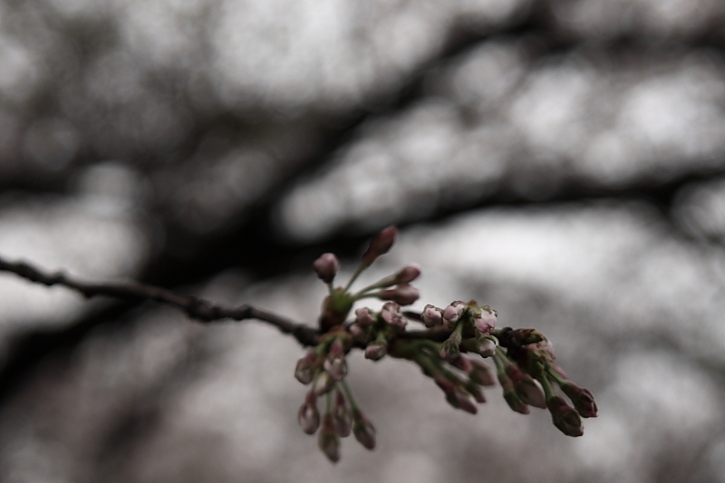 桜2009