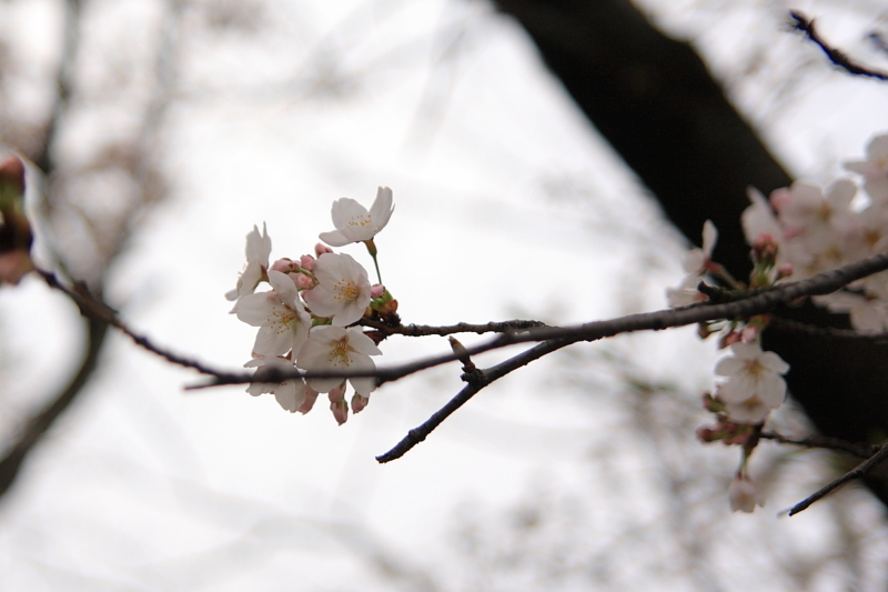 桜2009