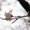 桜2009