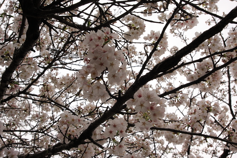 桜2009