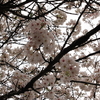 桜2009