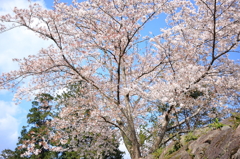 2010sakura