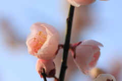 春よー