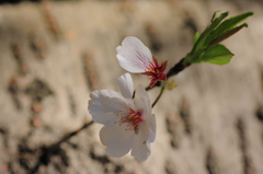 2010sakura