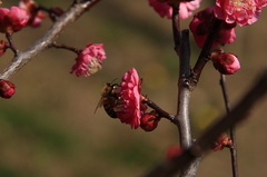 春の息吹（紅梅と蜂のコラボｗ）