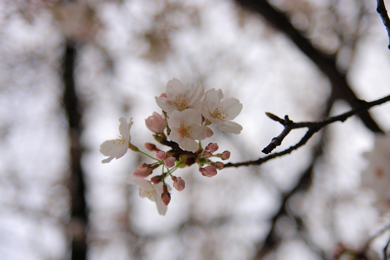 桜2009