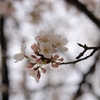 桜2009