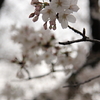 桜2009
