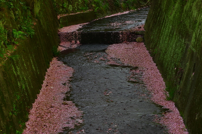 桜川