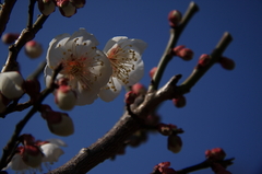 春の息吹（白梅）