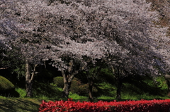 2010sakura
