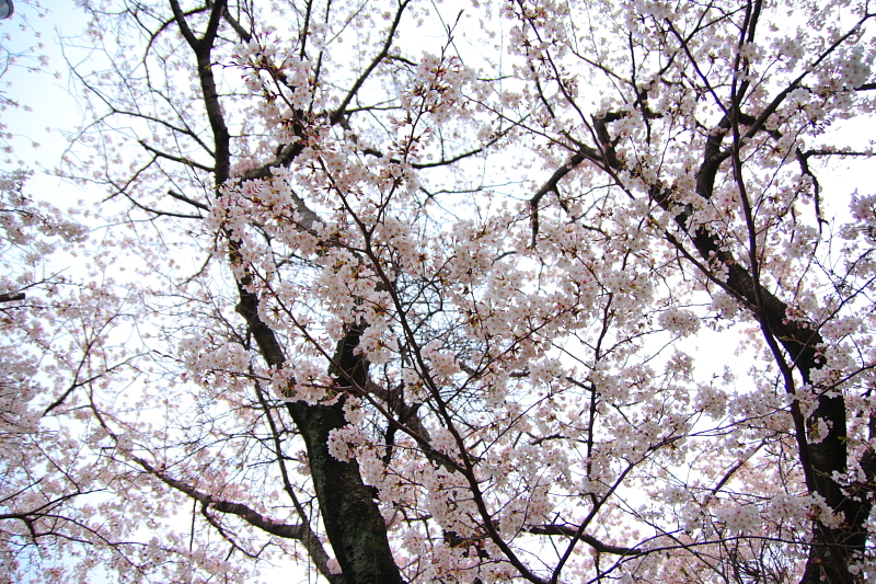 桜　2009