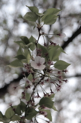 最後の一花咲かせます