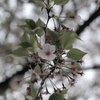 最後の一花咲かせます