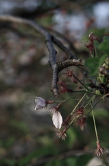 桜散る